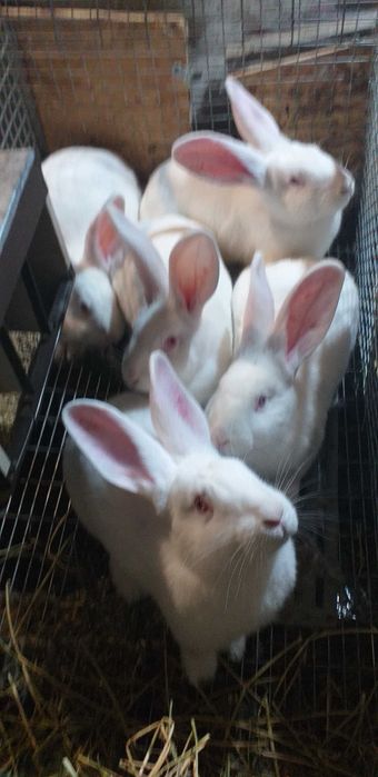 Кролі. Білий Паннон