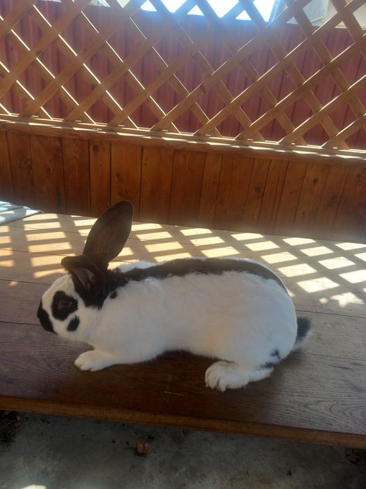 Кролики породи німецький строкач