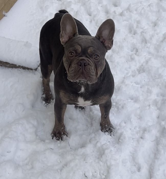 Изобеловый малыш французкого бульдога