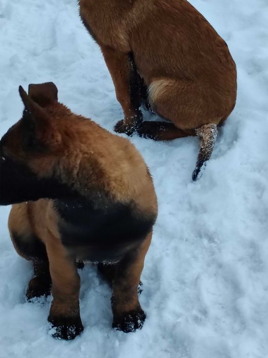 Owczarek Belgijski Malinois-szczenię