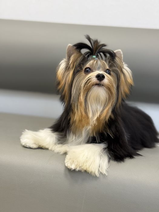 Цуценя бівер йорк з документами, гарний хлопчик