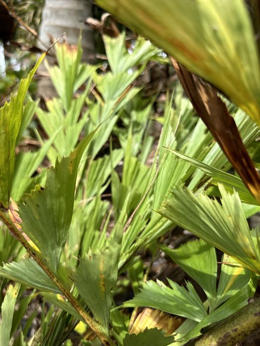 Palmeira Rabo de Peixe - Caryota urens