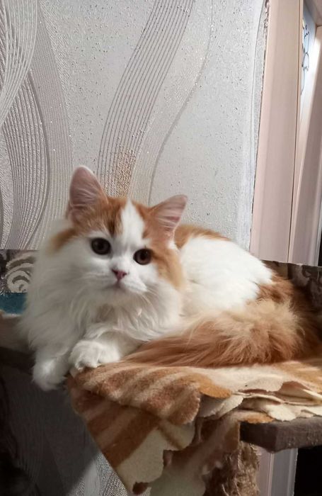 Хайленд страйт Бантик