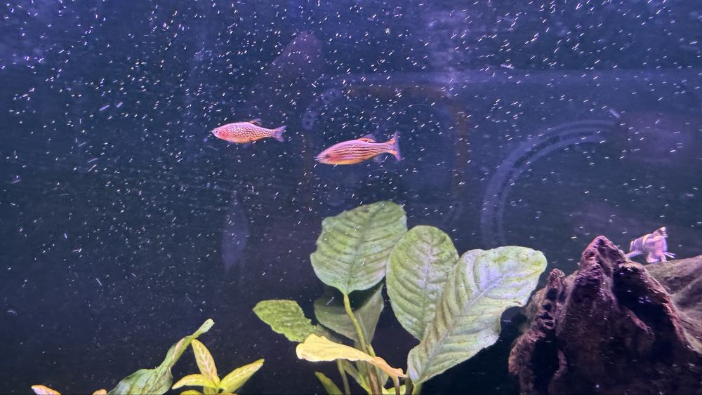 Rasbora Galaxy 4€ unidade / 20€ todas