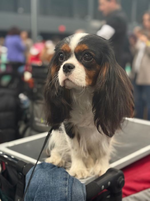 **Cavalier King Charles Spaniel** ZKwP FCI