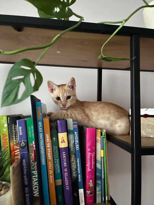 3 miesięczne kociaki do adopcji.