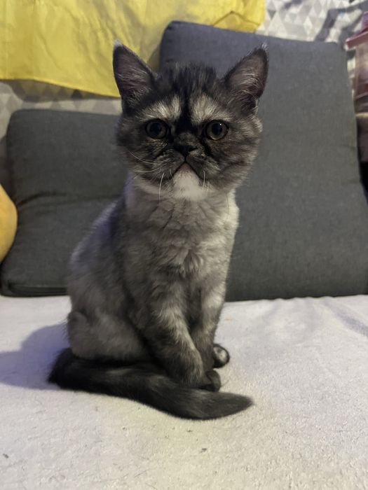 Екзотична короткошерста