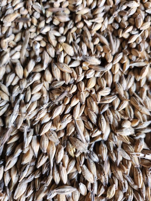 Jęczmień jary zbiór 2025