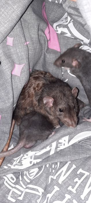 Крыса рекс шоколад дамбо