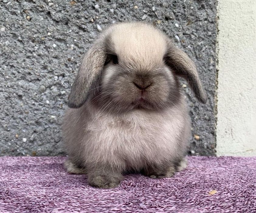 KIT Coelhos anões orelhudos, mini lop super inteligentes e dóceis