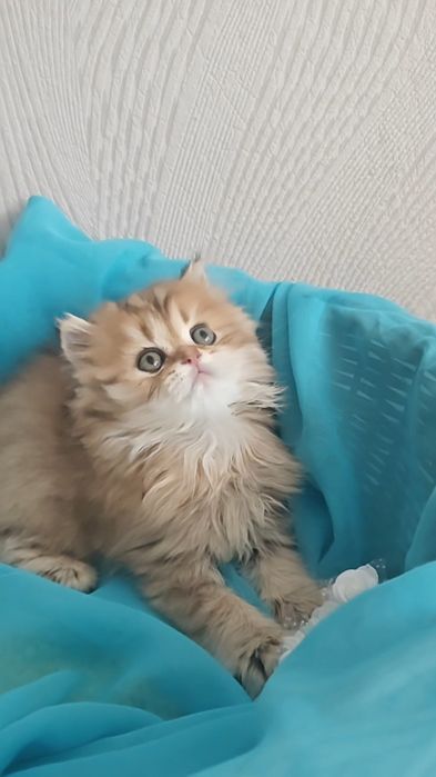 Золота шиншила довгошерстний хлопчик