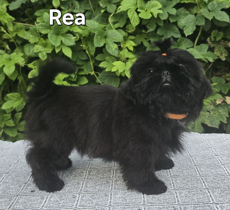 Sunia Shih tzu ZKWP