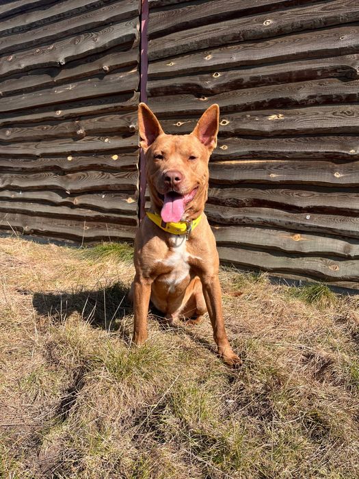 Ищет дом и ответственного хозяина метис риджбека Персик
