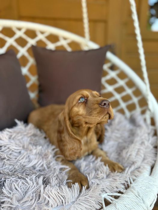 Wyjątkowy!mocno złoty  Piesek Cocker Spaniel Angielski, czekoladowy nosek 4-pokoleniowy rodowód chip wyprawka