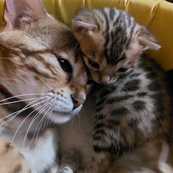 Бенгальские котята