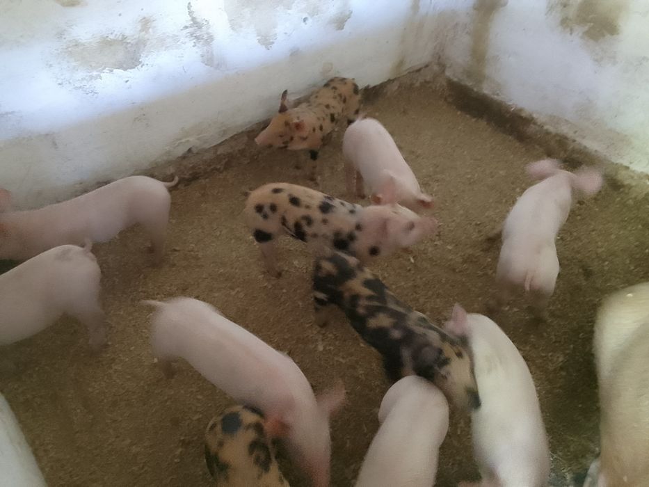 Мясні поросята свині трьохпородний гібрид Ландрас Дюрок Петрен