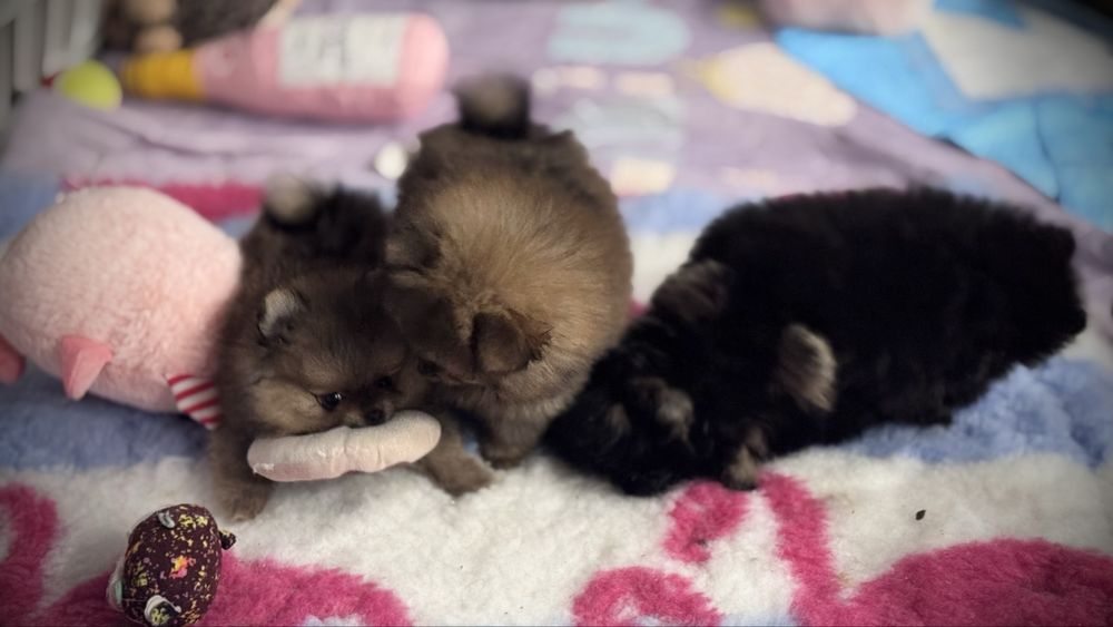 Szpic miniaturowy pomeranian FCi