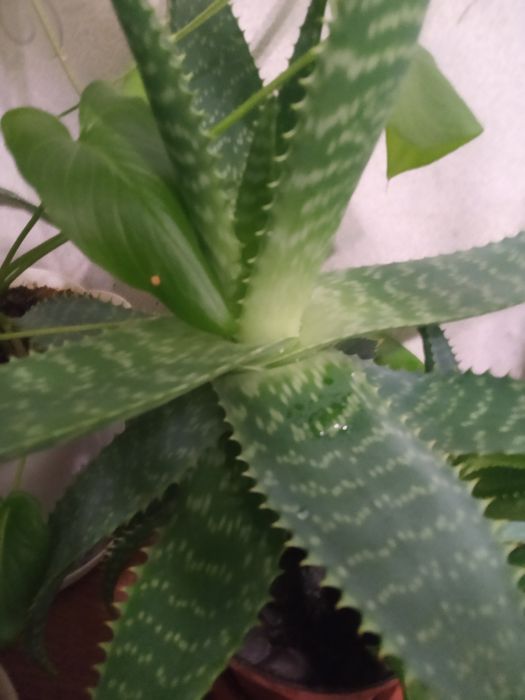 Продам Алоэ (несколько видов)