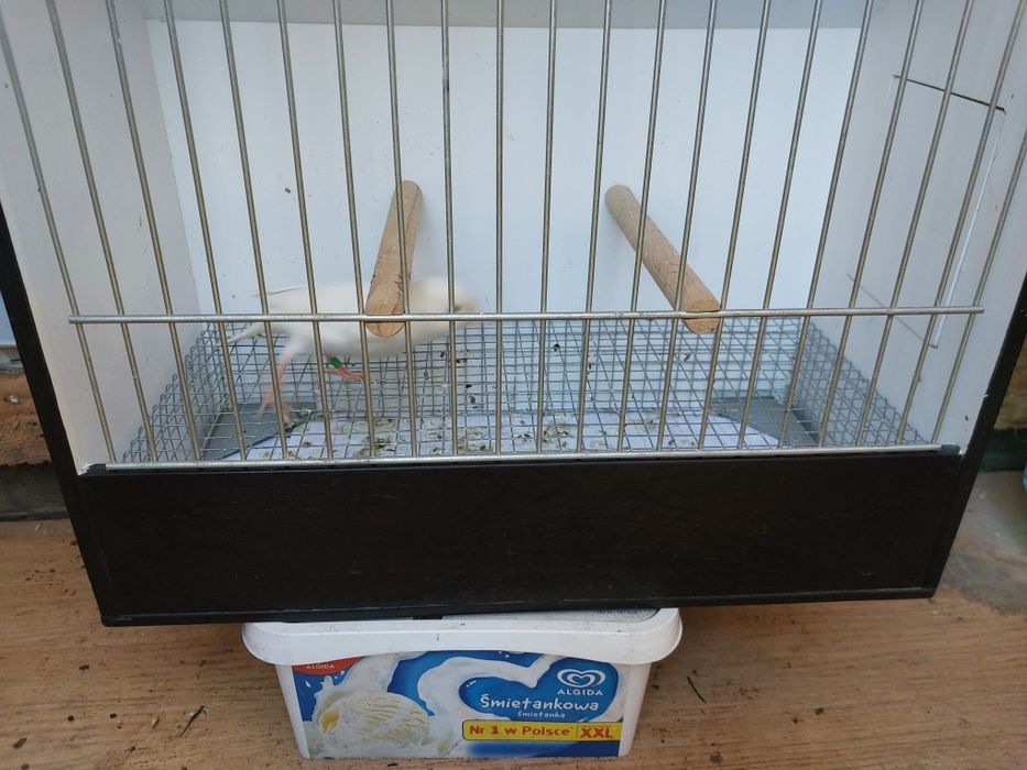 Kanarek biały sprzedam