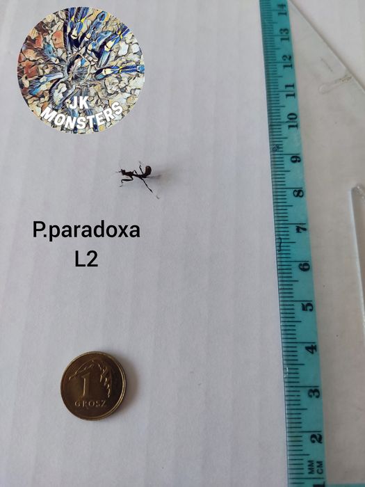 Modliszka Phyllocrania paradoxa (liściogłowa)+gratisy