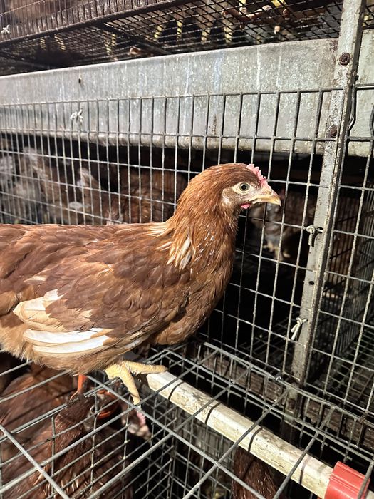 Несучка Ломан Браун