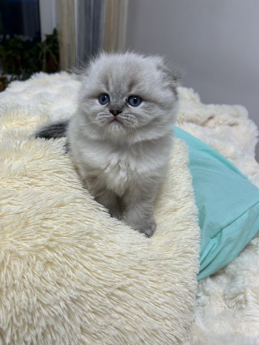 Шотландські елітні кошенята