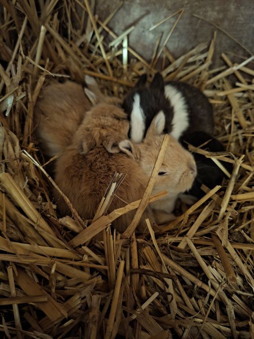 Króliczki karzełki teddy mini