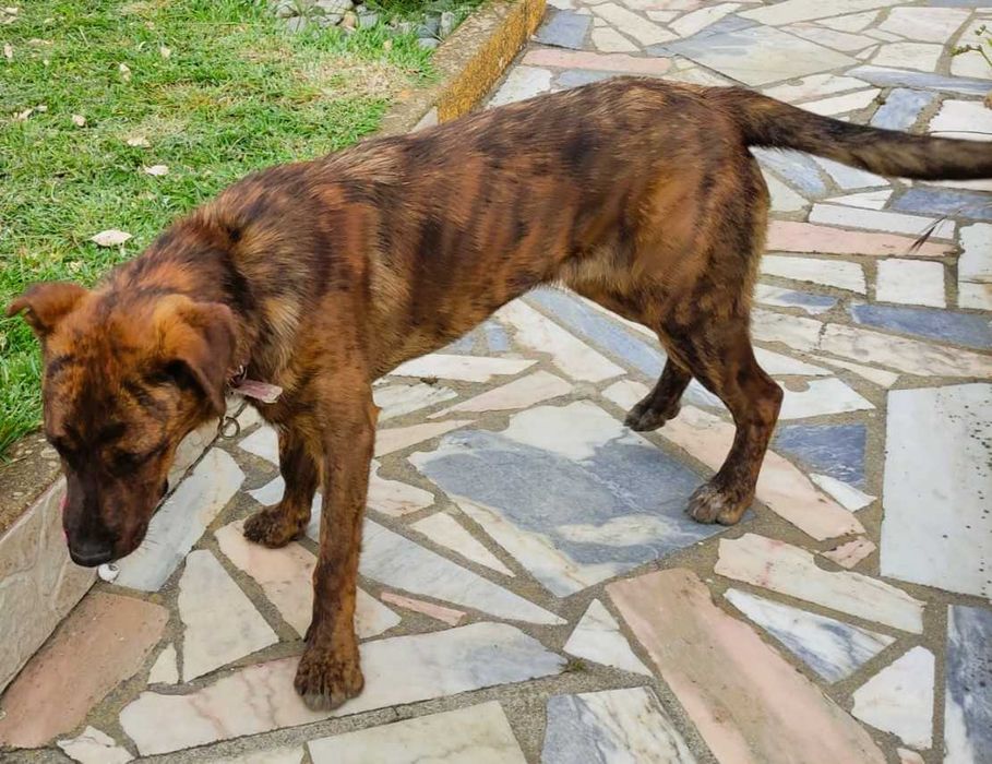 Cachorro Juvenil Arraçado de Boxer e Labrador