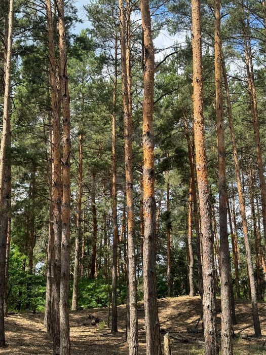 Продам НАЙКРАЩІ ділянки в МАЛЬОВНИЧОМУ місці, 27соток ,с.Проців, ЛІС