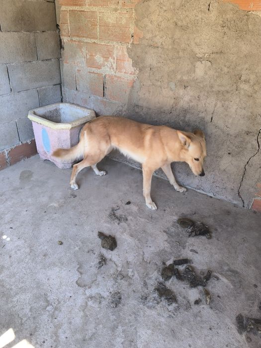 pastor alemao para dar