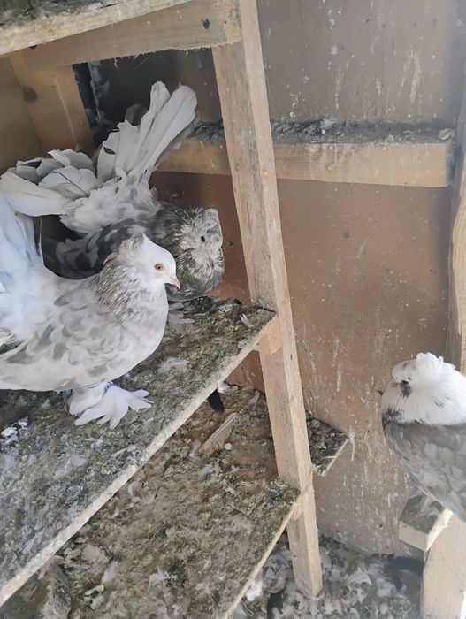 Sprzedam pawiki indyjskie