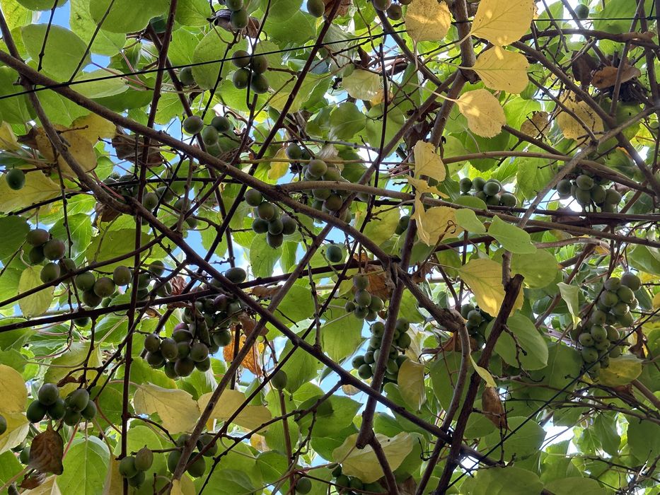 Актинідія аргута 2-3 річна. 14 різних сортів ю