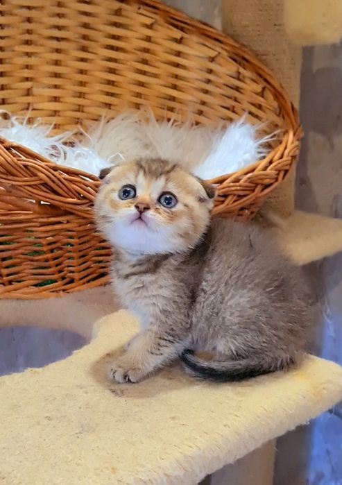 Красавчик шотландский золотой