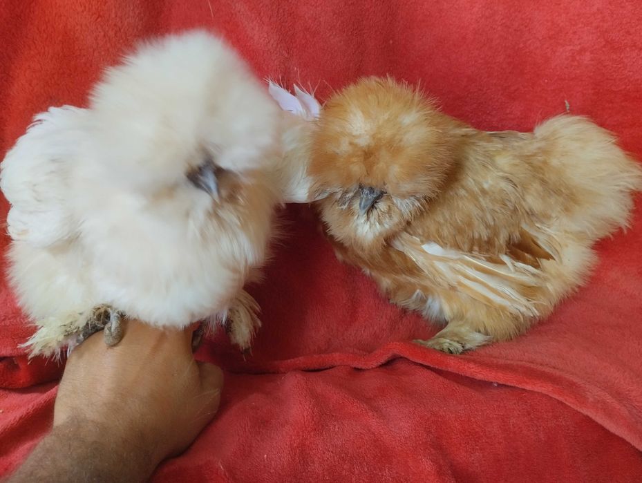 Aves importadas  Brahmas/ Malines/ Sulmtaler/ Músico Kosovo