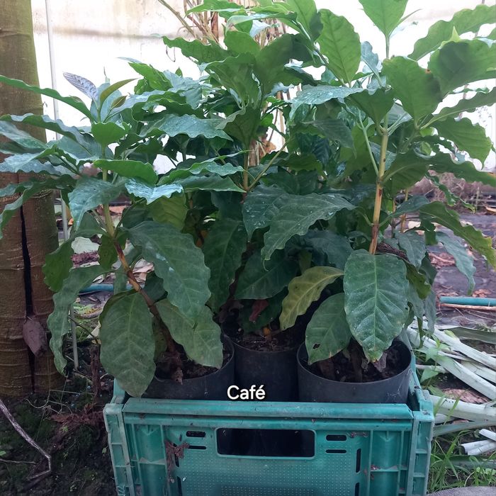 Plantas Tropicais e exóticas