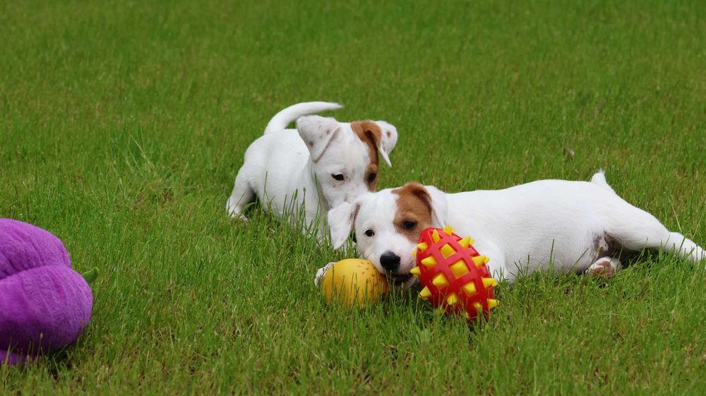 Oryginalny Jack Russell Terrier z hodowli BREFIO/badania genetyczne