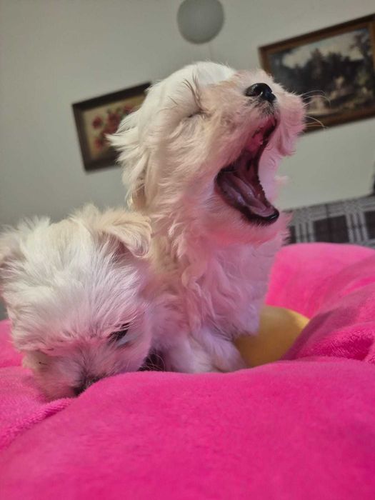 Maltańczyk piesek MINI 0,8 KG ZHPR