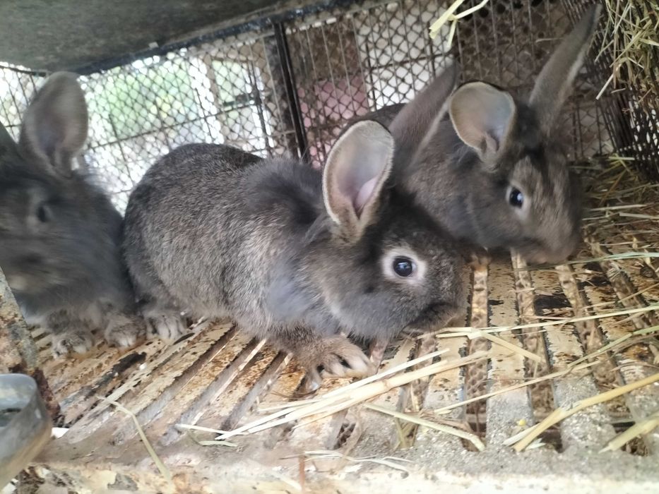 Coelhos com 3 meses