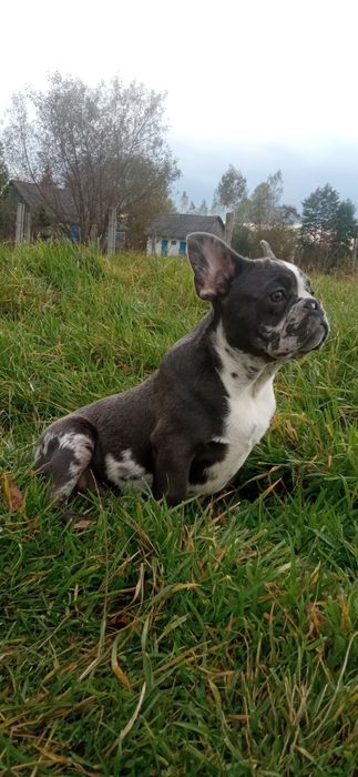 Дивовижний француз