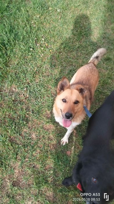 Młodziutka  Mała  Stella do adopcji