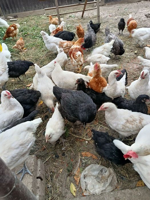 Курчата М'ясні Джерсійський гігант  Брес Гальський