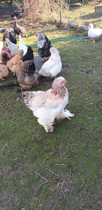 jajka lęgowe kur niosek