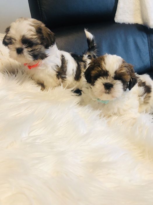 Shih tzu szczeniaczki