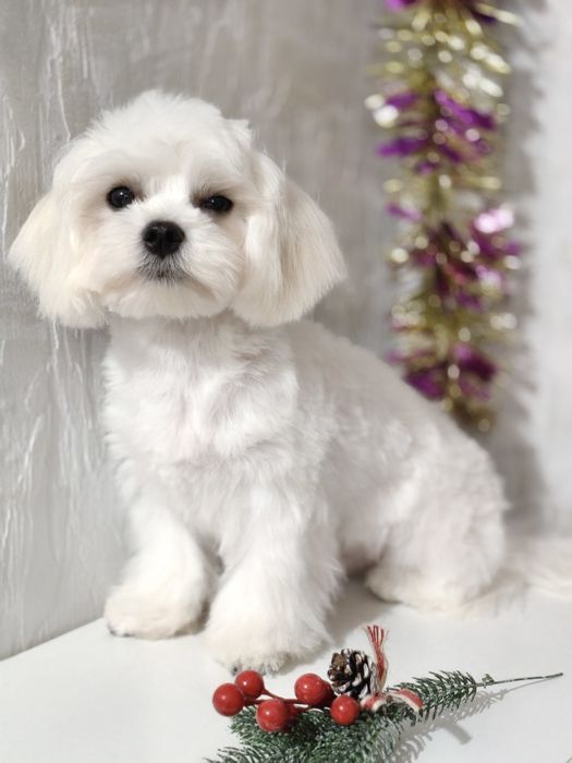 Чудесный Мальчик мальтезе