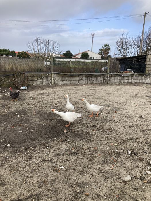 Patos gansos casal