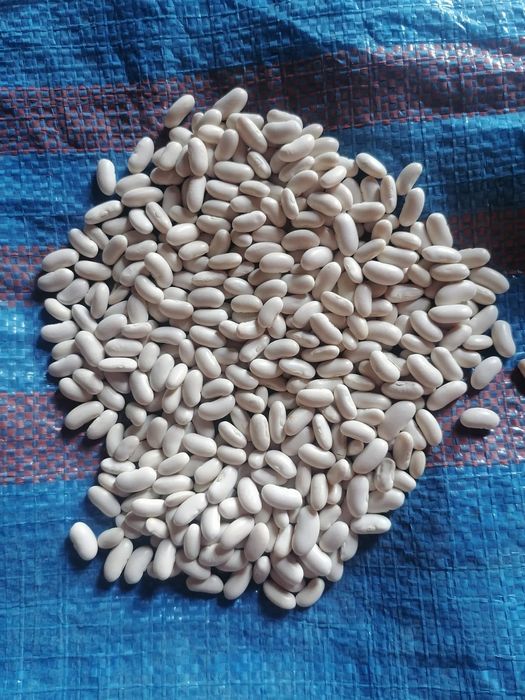 Fasola igołomska na siew