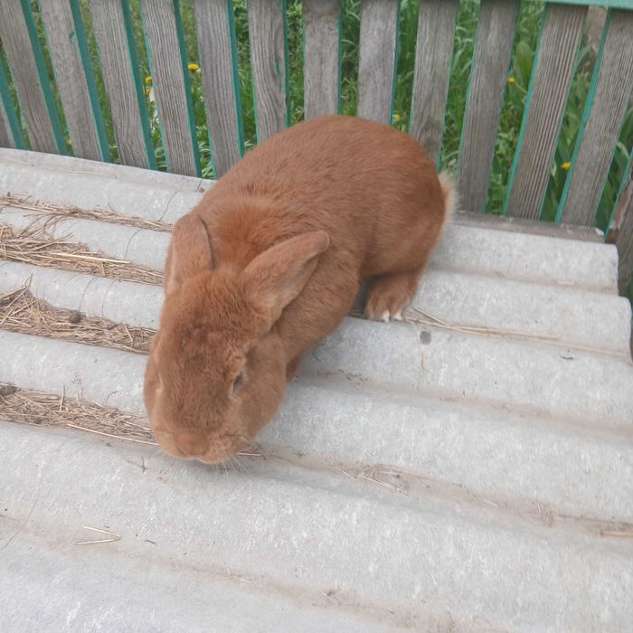 Продам кролів НЗК