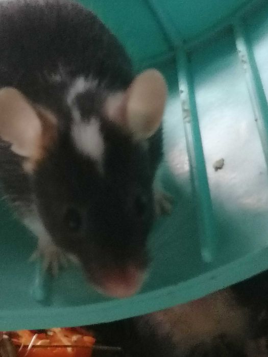 Мышки декоративные мыши разноцветные