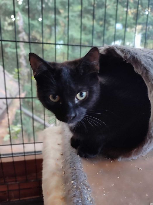 Czarne kocurki 3,5 miesięczne do adopcji