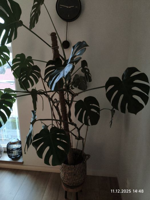 Monstera duża około 180cm